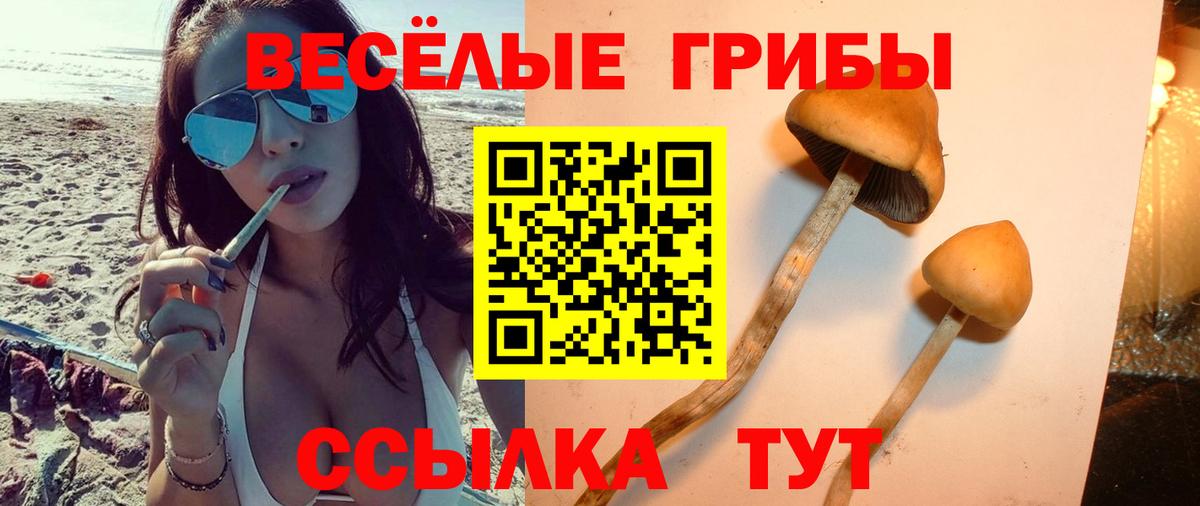 Галлюциногенные грибы Psilocybine cubensis Минеральные Воды
